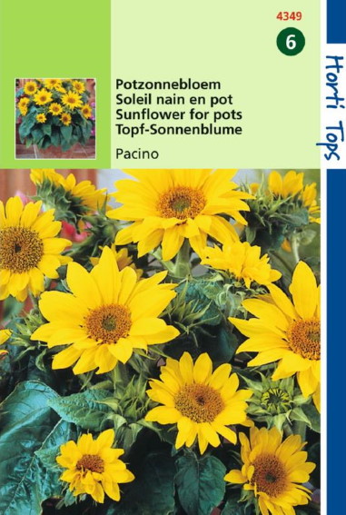Sonnenblume Pacino Gold (Helianthus) 35 Samen HT